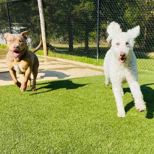 Dogs running together
